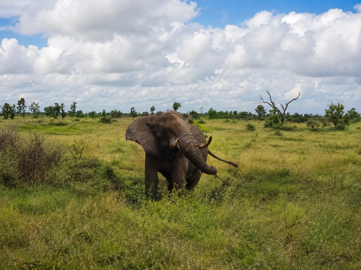 Elefant in der südafrikanischen Savanne